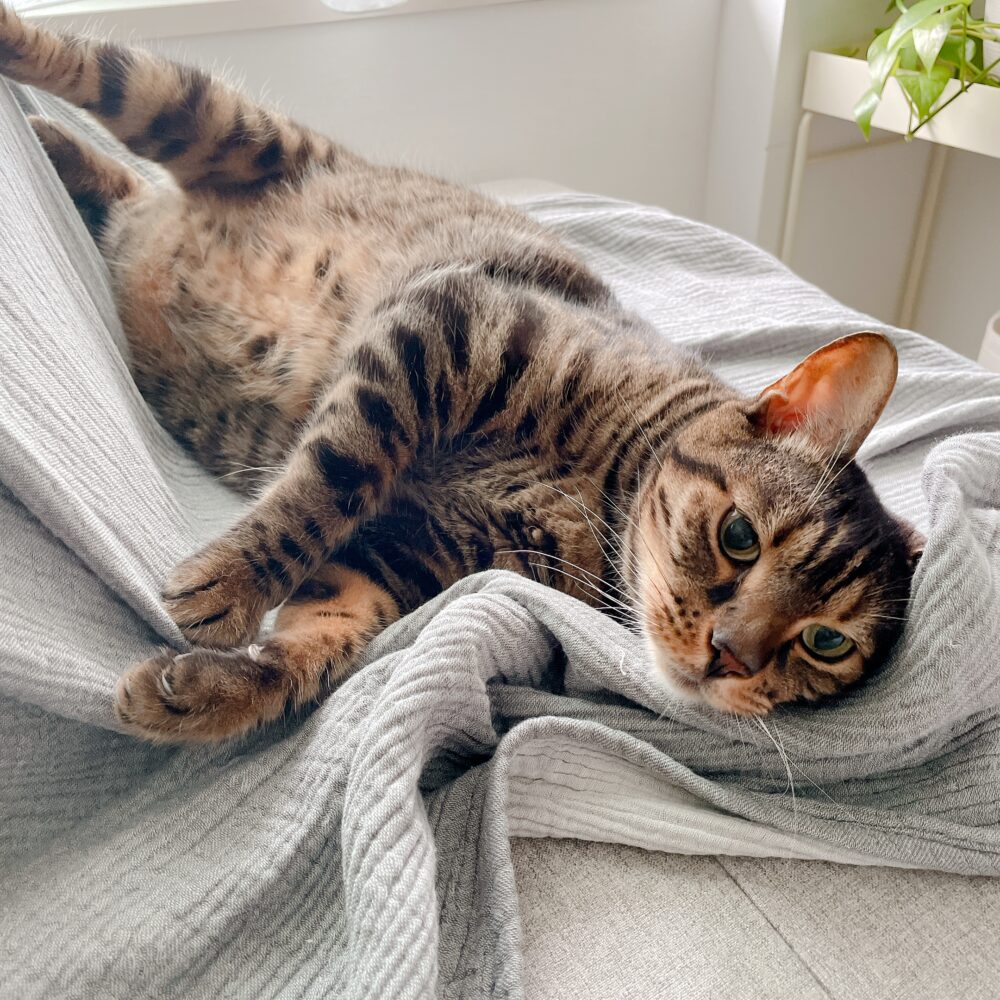 寝ている猫の写真