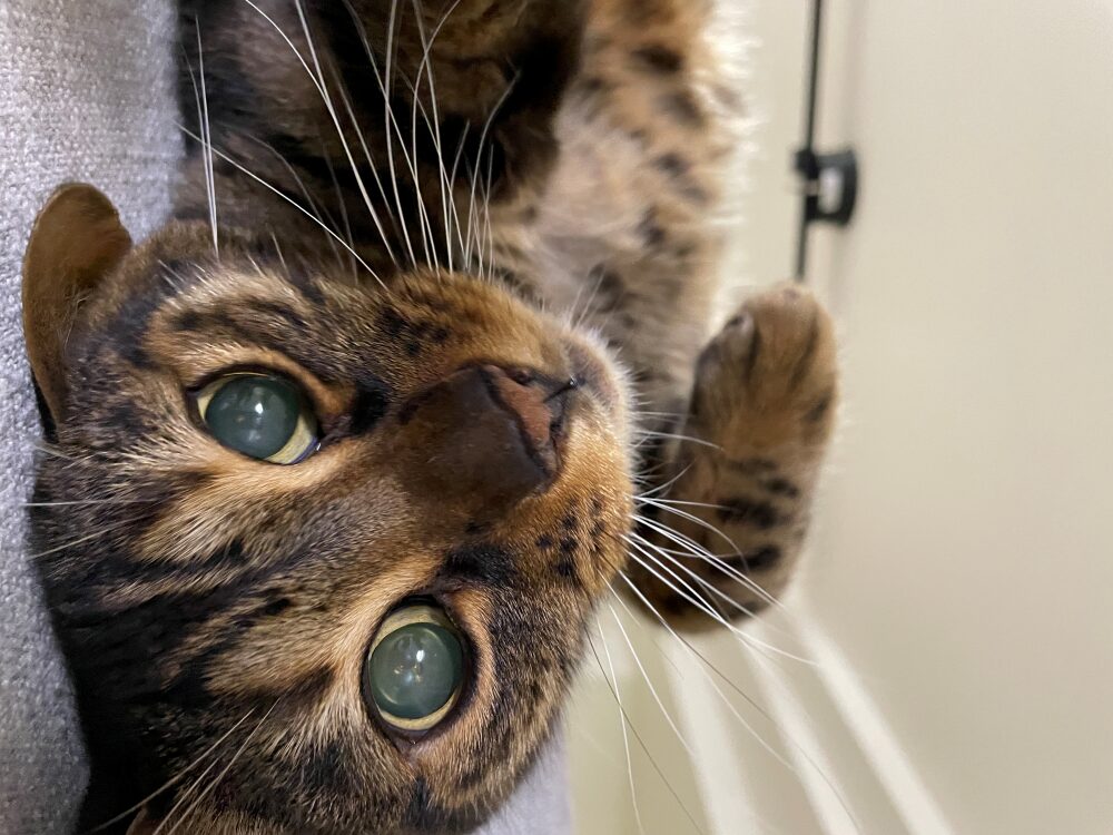 かわいい猫の写真