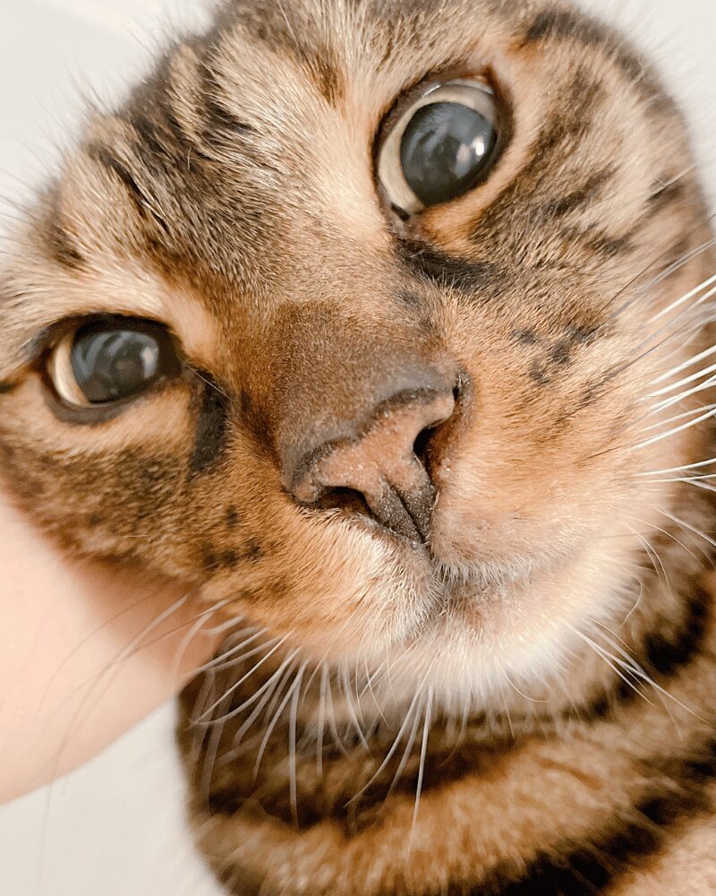 こっちを見ている猫