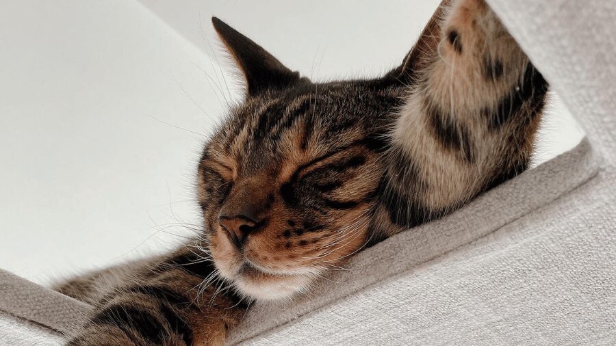 寝ている猫の写真