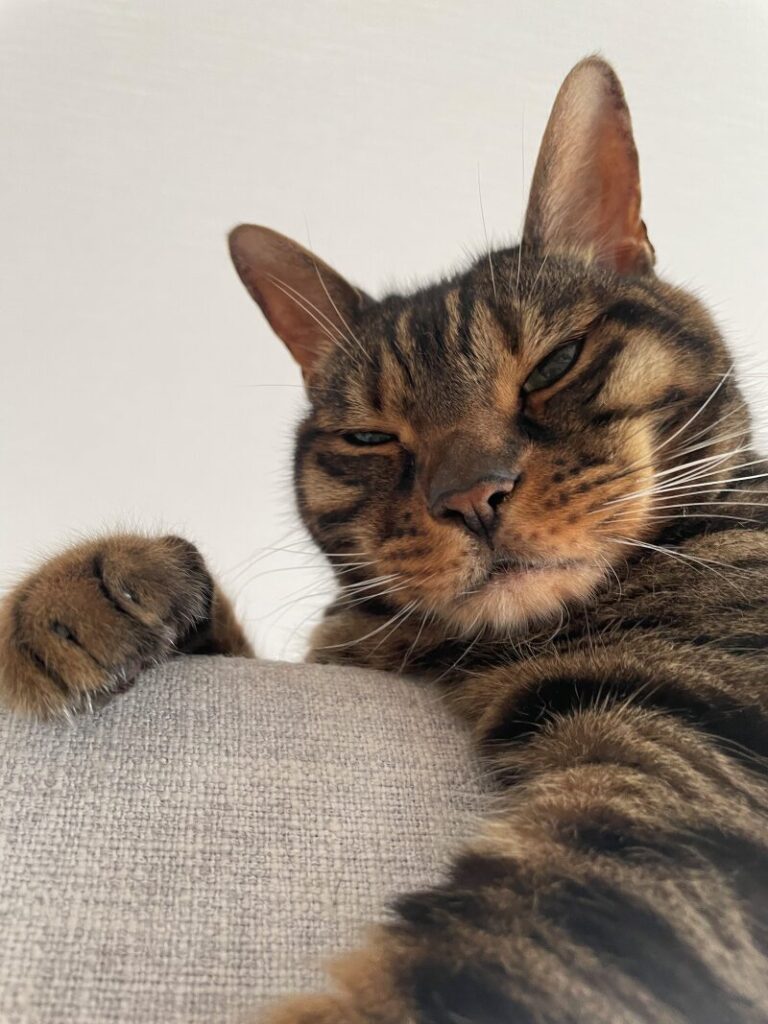 眠そうな猫
