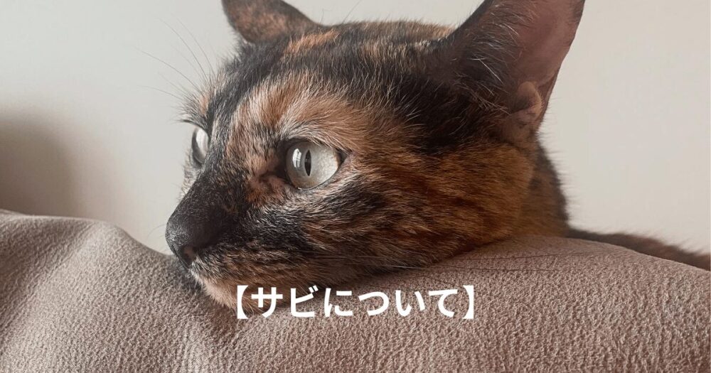 猫の横顔のアイキャッチ画像