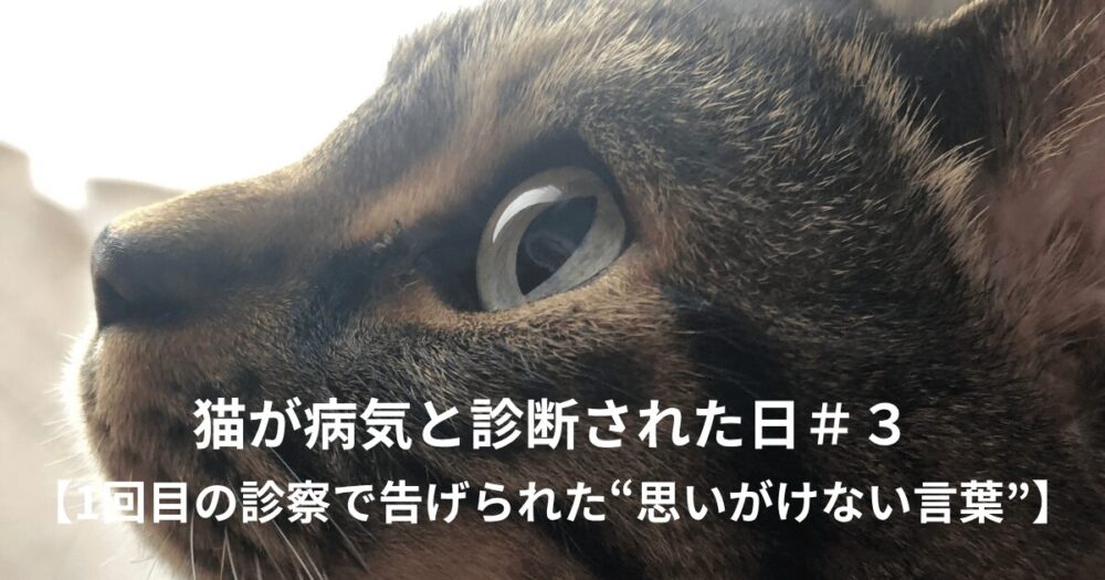 猫の横顔