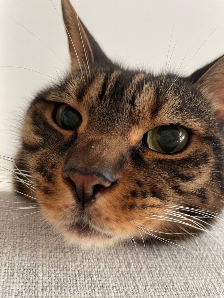 かわいい猫の写真