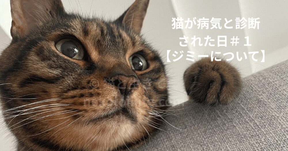 タワーの上から覗くジミー