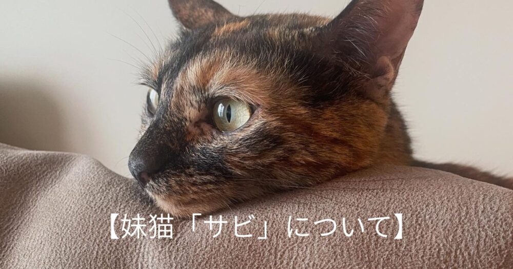 猫の横顔の写真