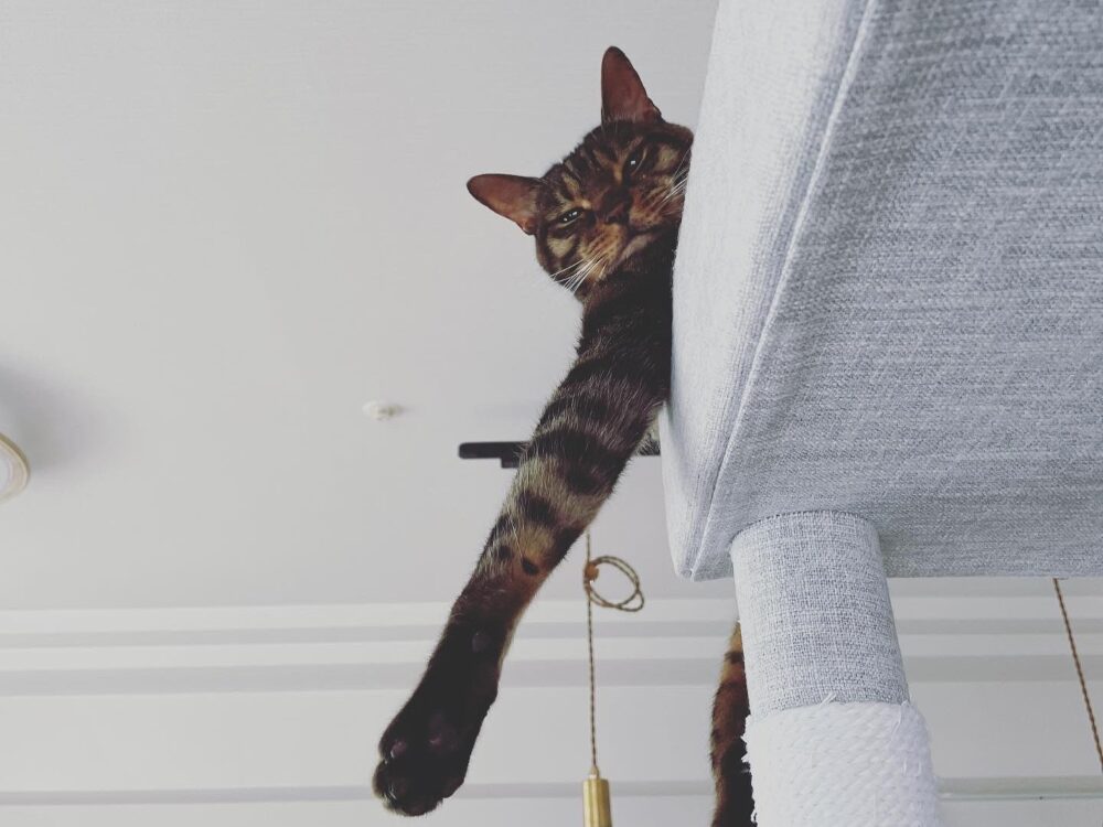 猫の写真