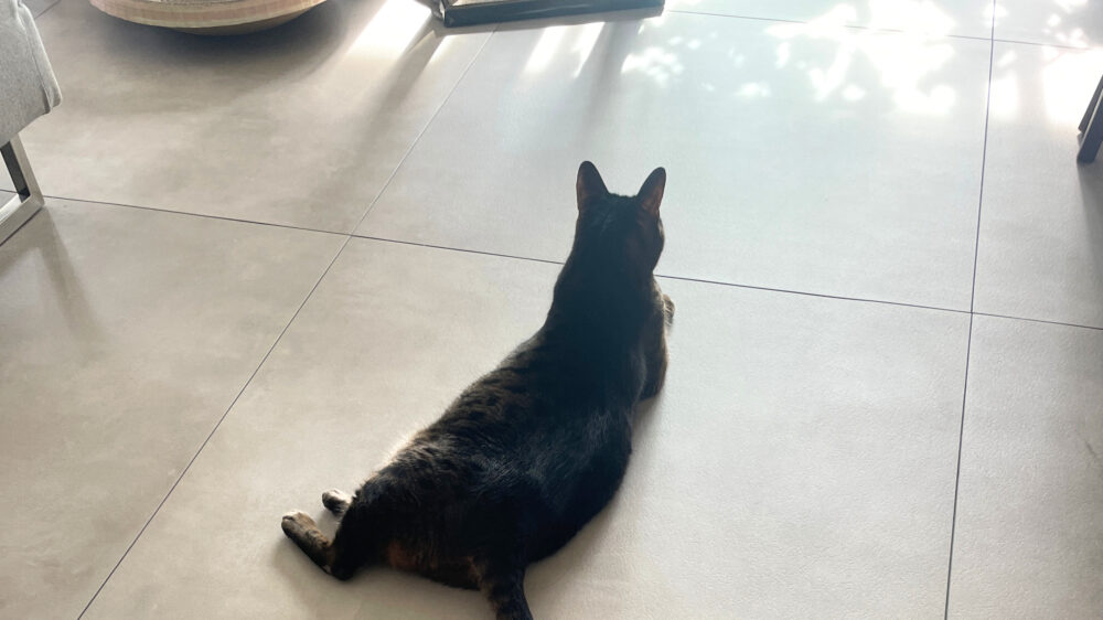 猫の後ろ姿