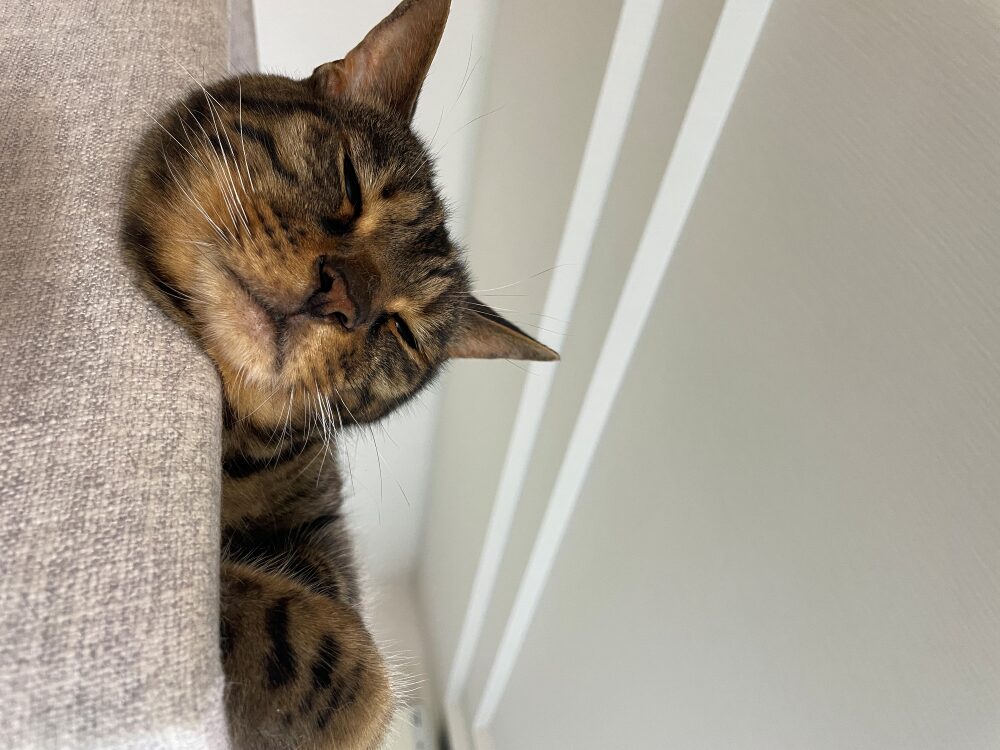 眠そうな猫