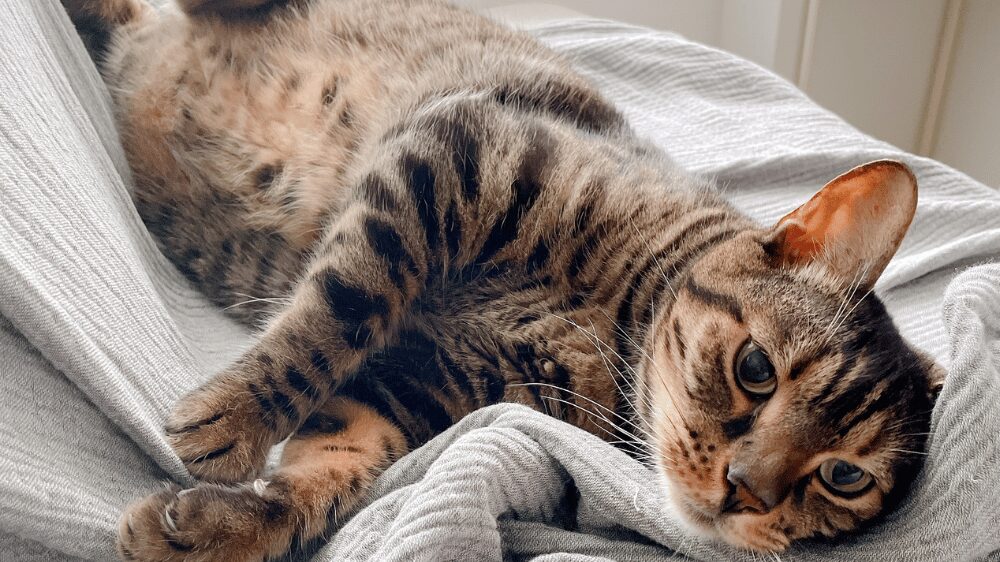 寝転んでこっちを見ている猫