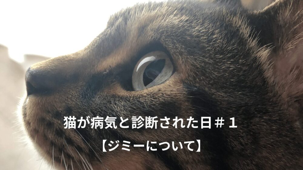 猫の横顔の写真