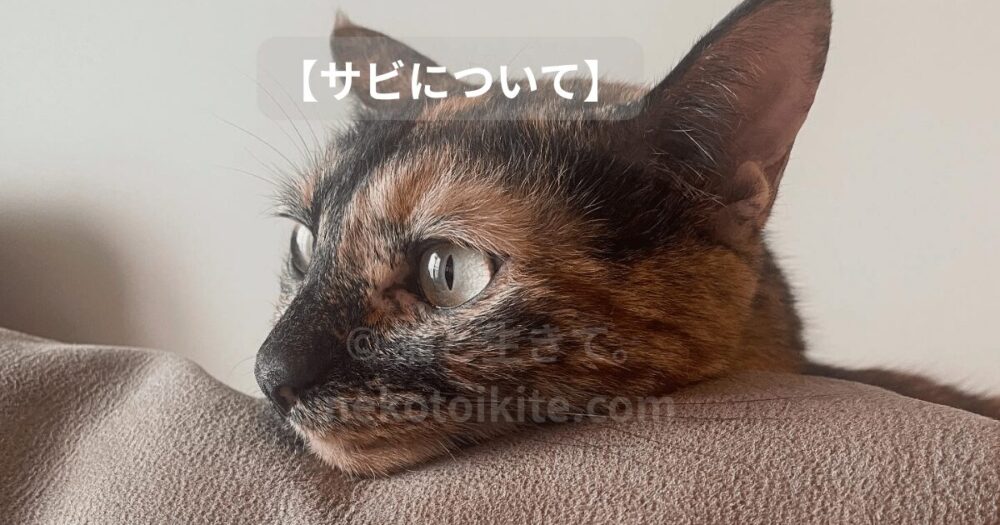 遠くを見つめるサビ