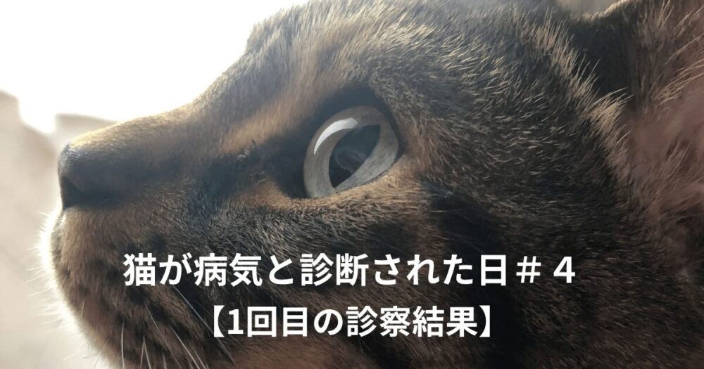 猫の横顔