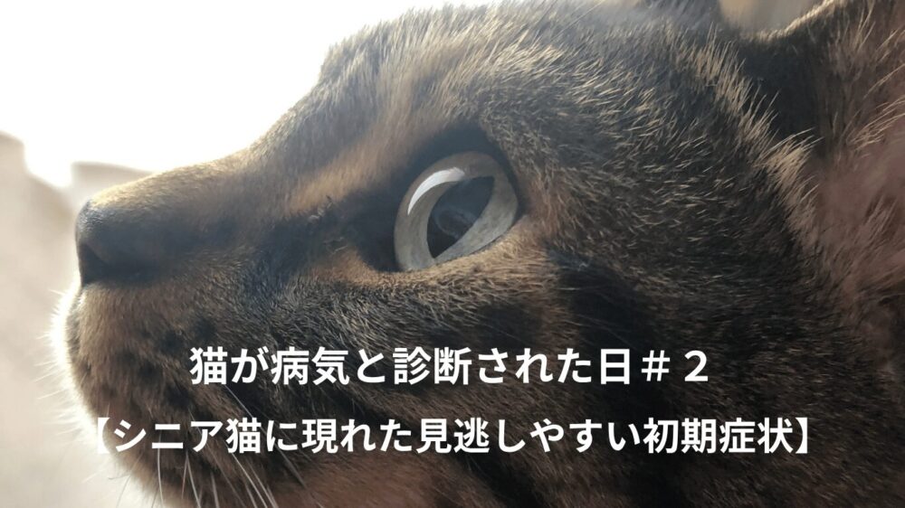 猫の横顔の写真