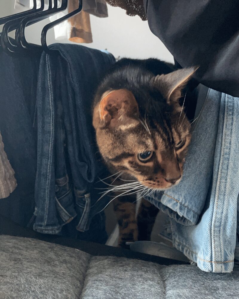 服の間から顔を出している猫