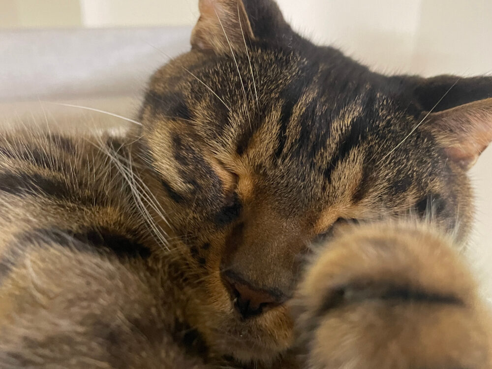 眠る猫の写真