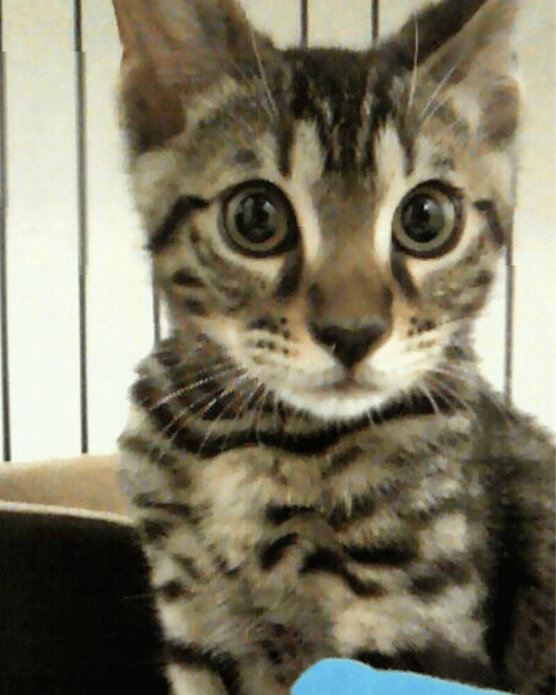 子猫の写真