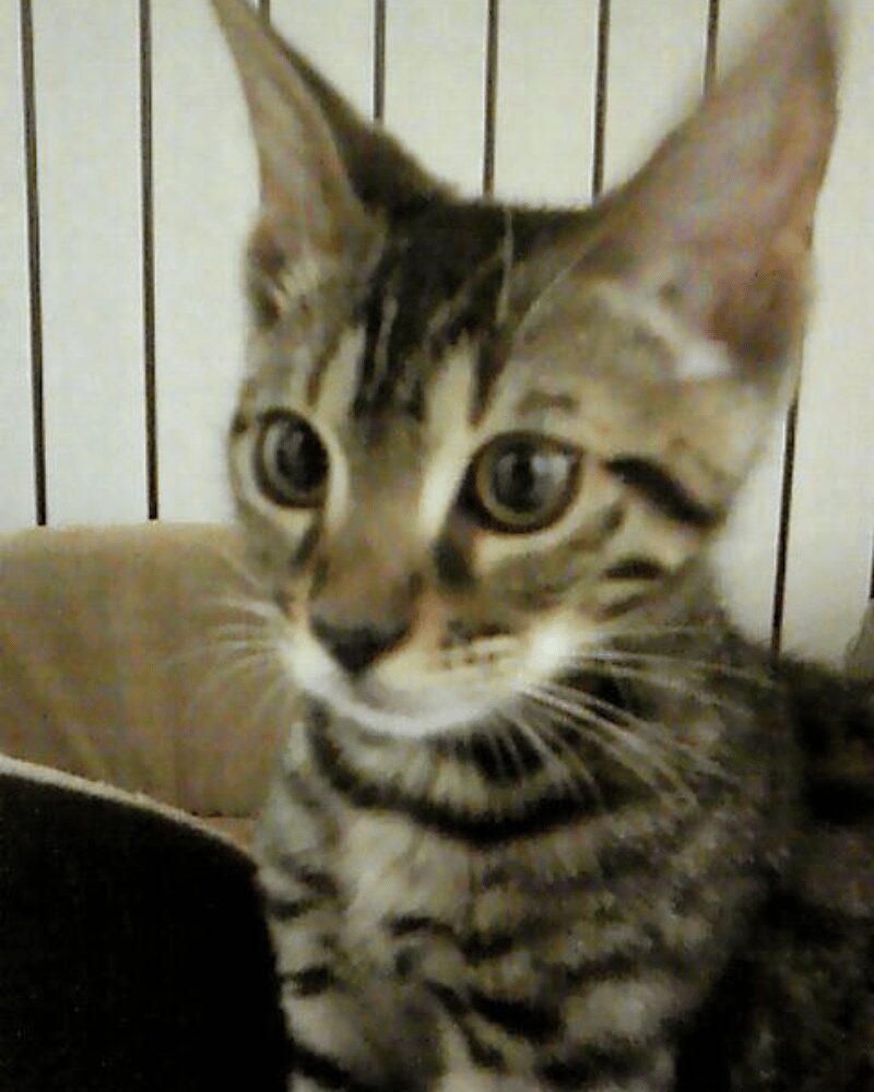 子猫の写真