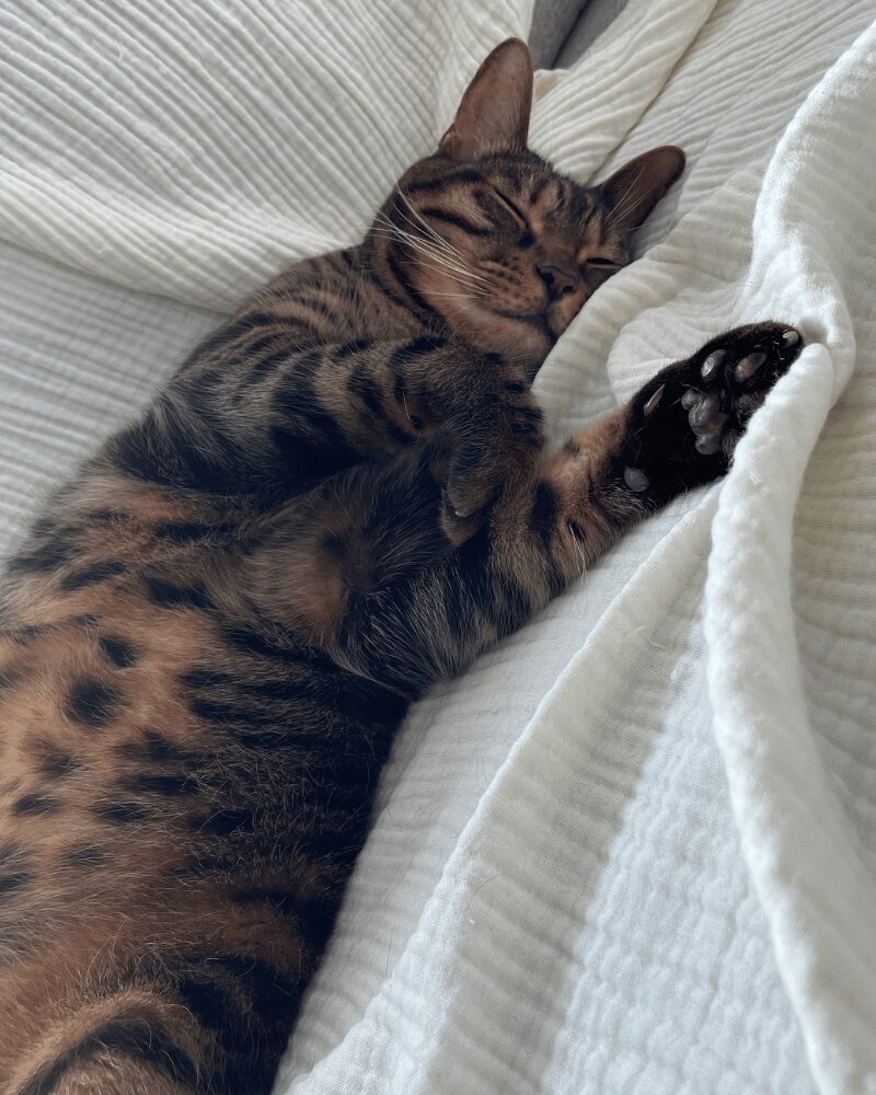 寝ている猫