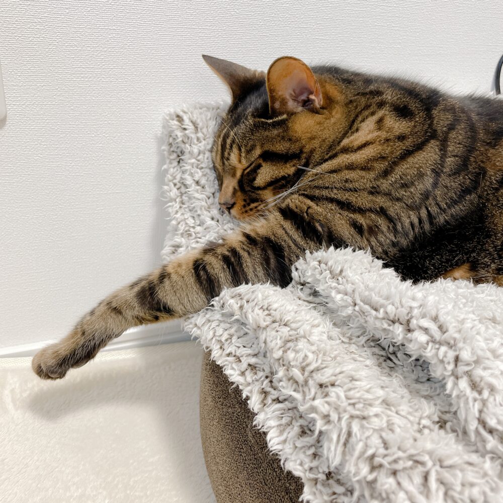 寝ている猫の写真