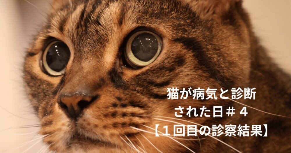 猫の顔のアップの写真