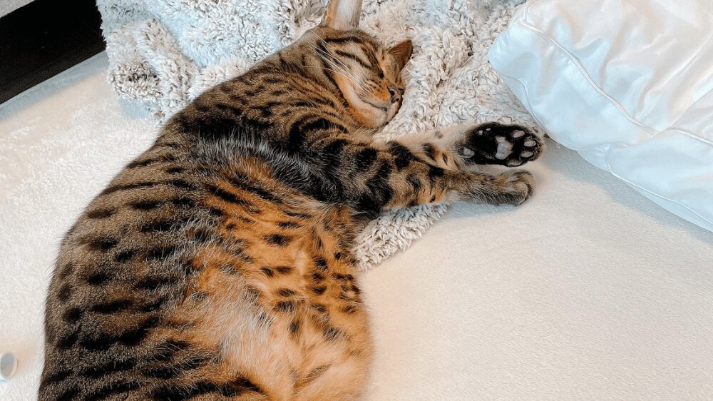 寝ている猫の写真