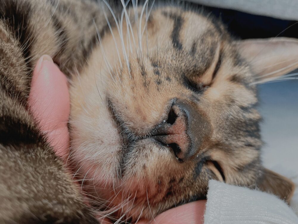 猫の寝顔の写真