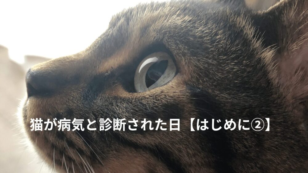猫の横顔の写真