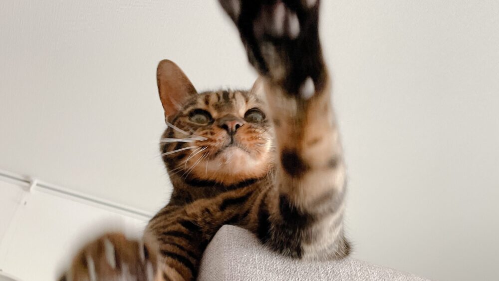 遊ぶ猫の写真