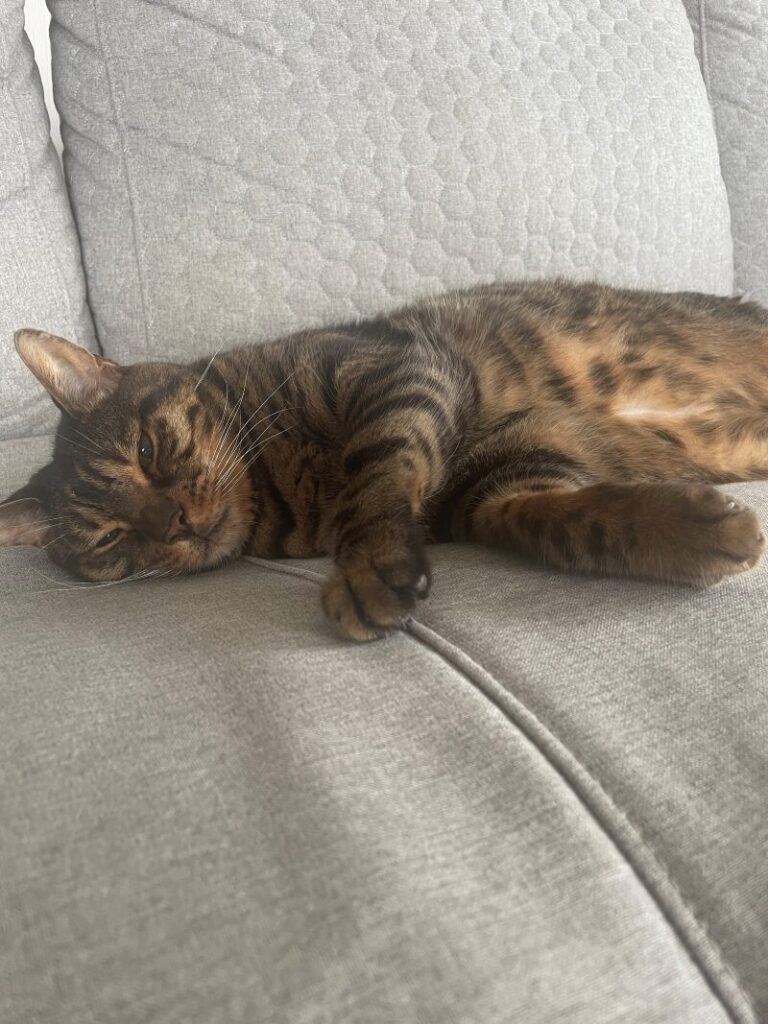 寝ている猫