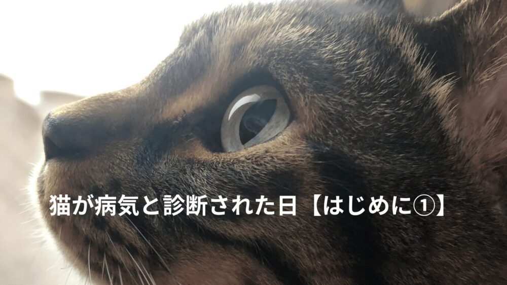 猫の横顔の写真