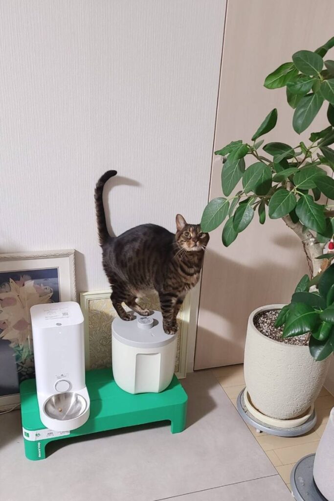 猫の写真