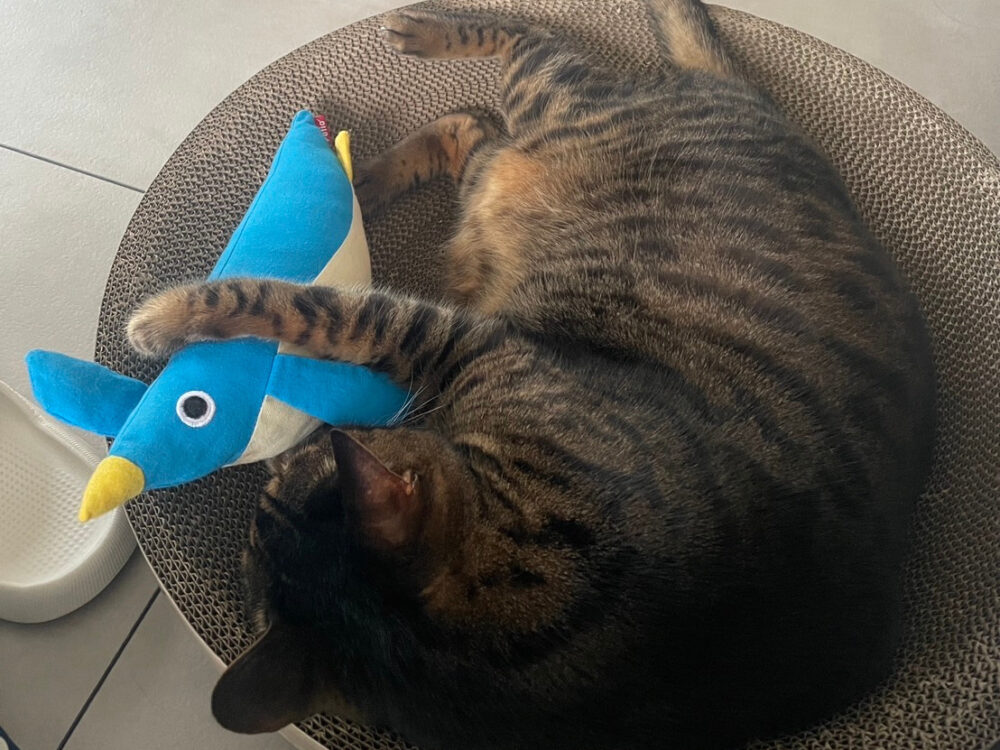 丸まって眠る猫