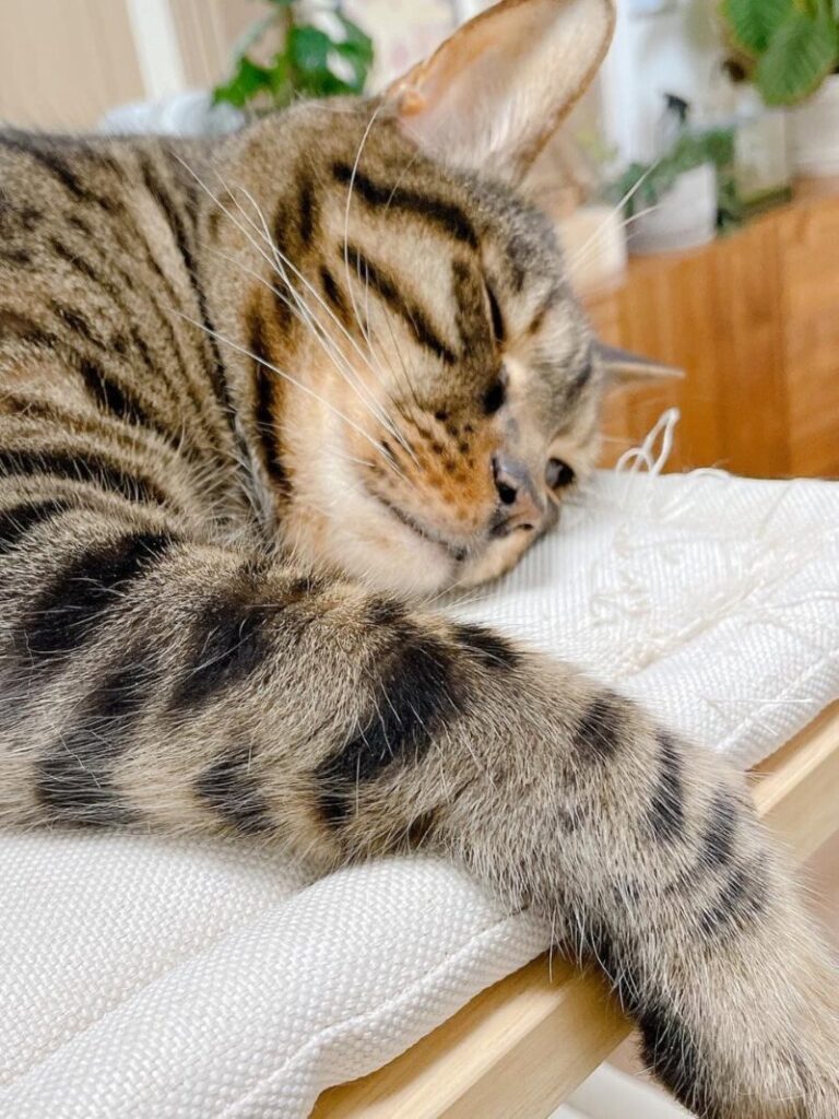 寝ている猫