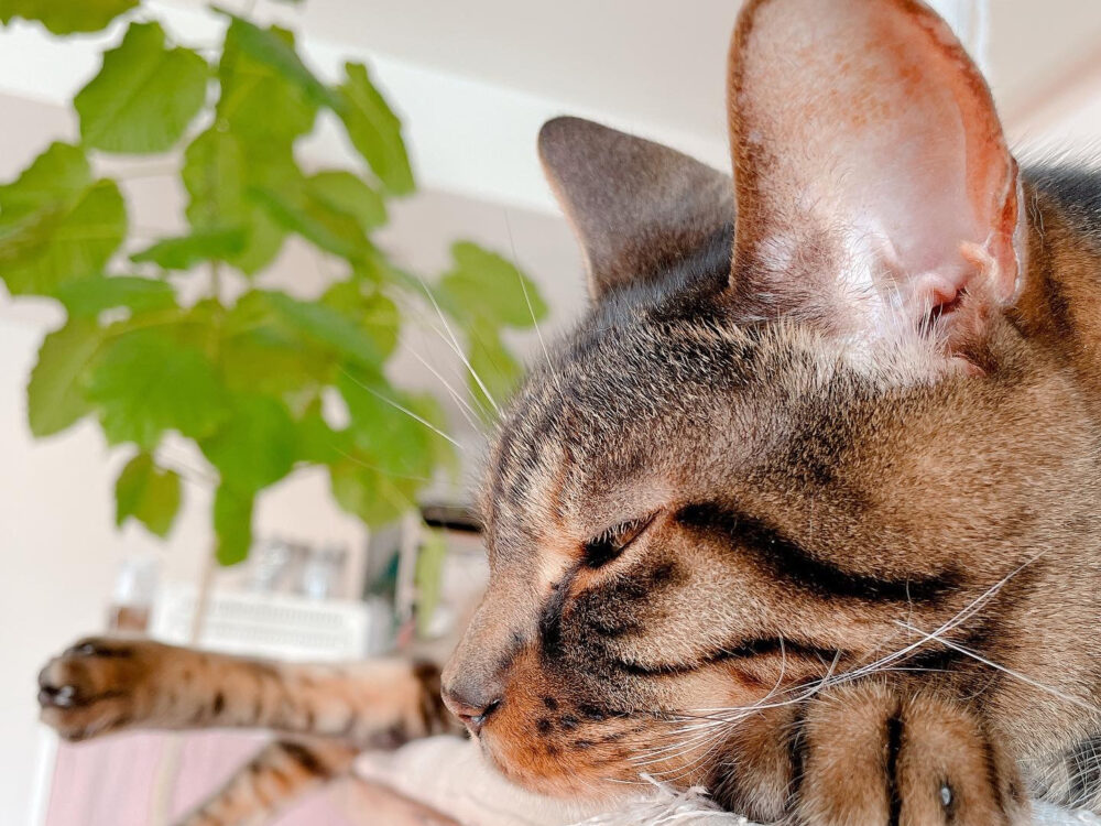 猫の横顔