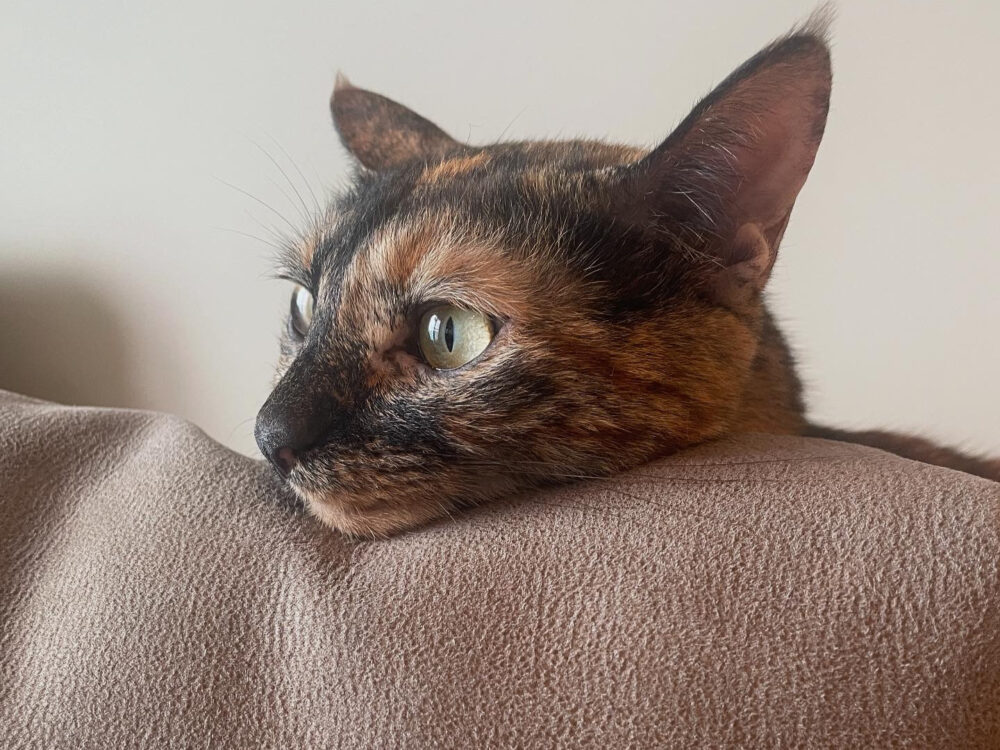 猫の横顔の写真