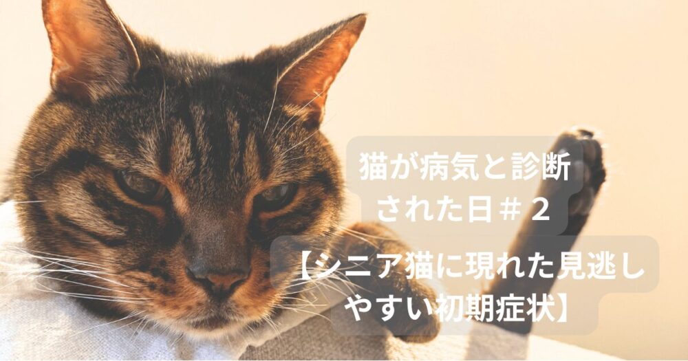 猫の画像
