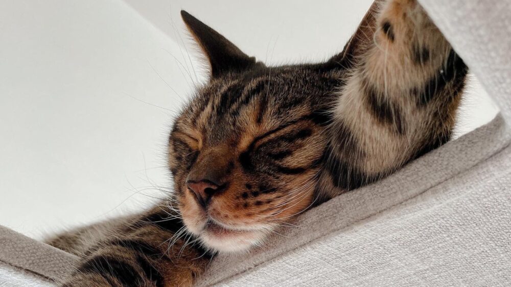 寝ている猫の写真