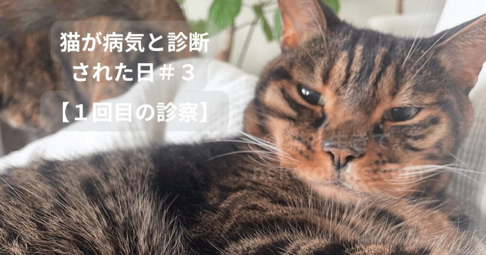 自宅で寛ぐジミー