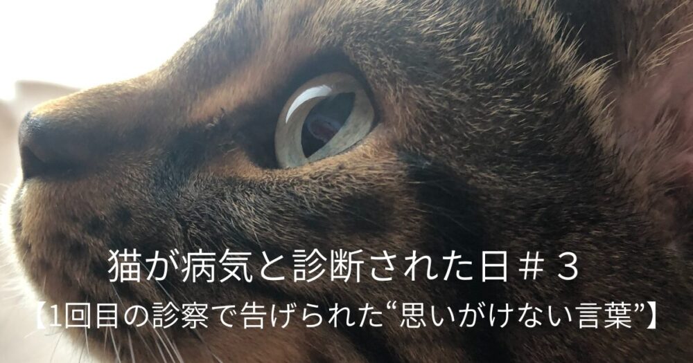 猫の横顔の写真