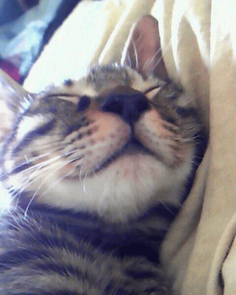 寝ている子猫の写真