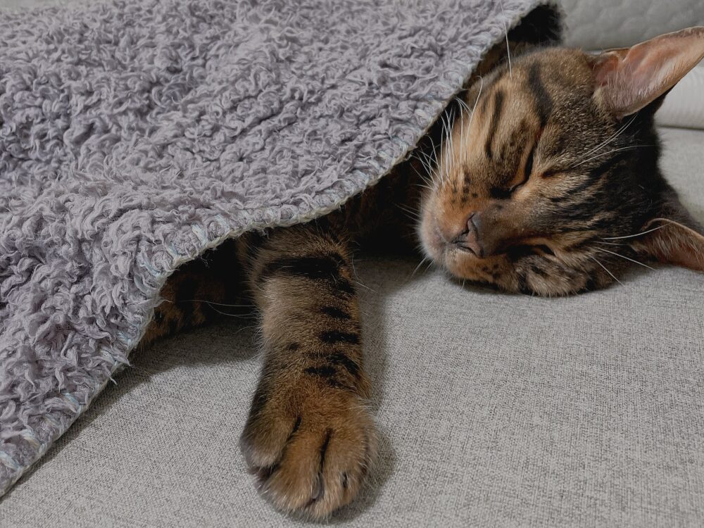 寝ている猫