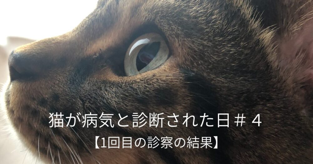 猫の横顔の写真