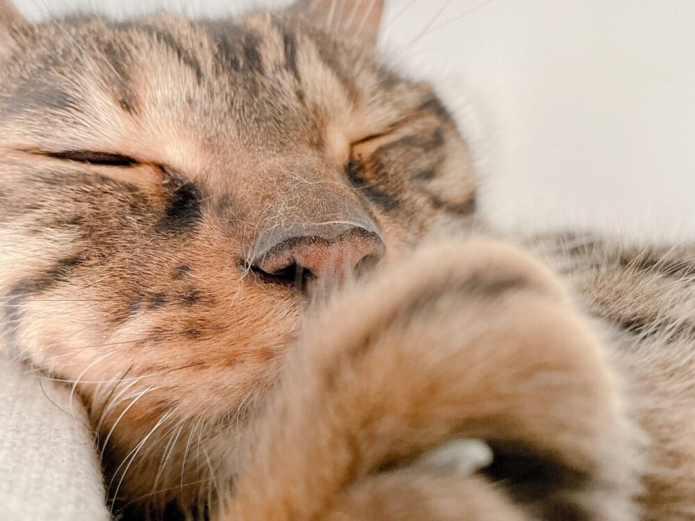 寝ている猫
