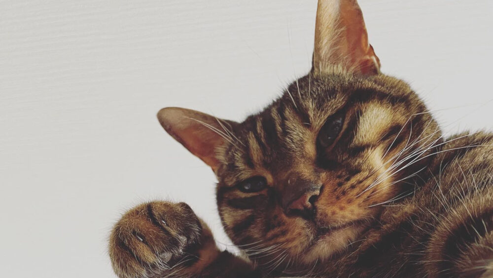 猫の写真