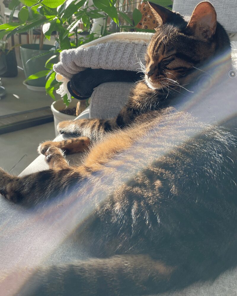 寝ている猫
