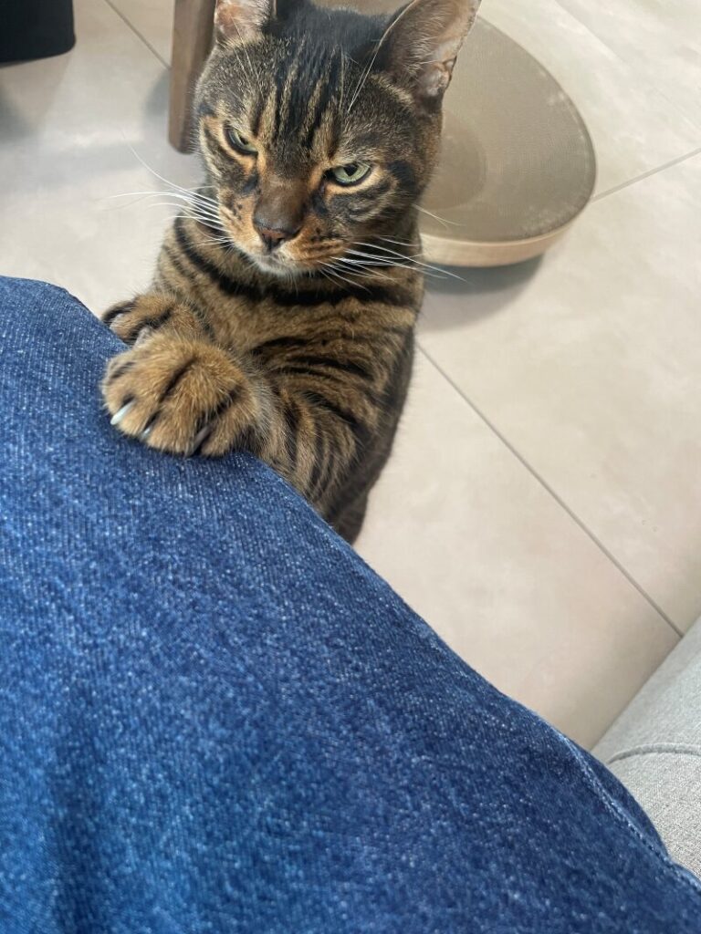 こちらを向いている猫