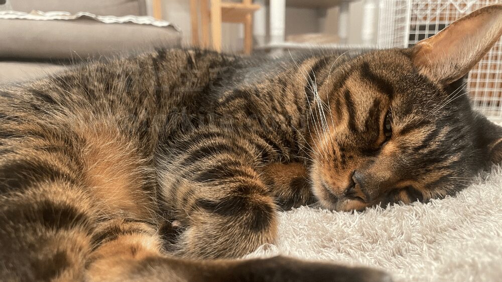 眠そうにこちらを見るジミー