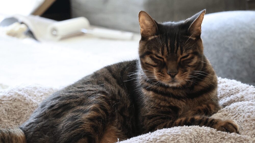 目を瞑っている猫の写真