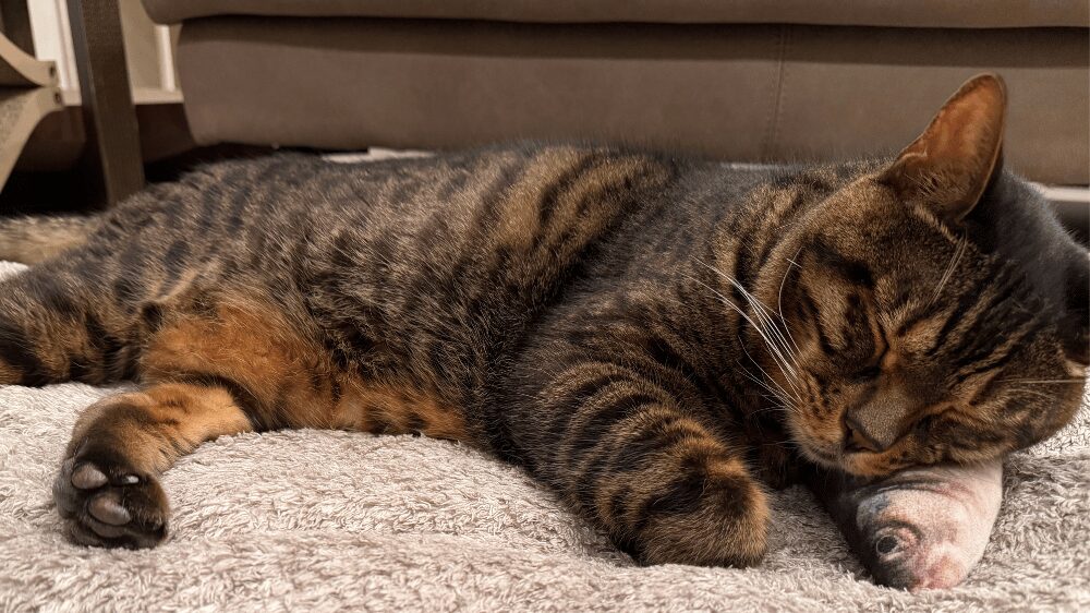 寝ている猫